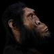 Imagen para el artículo titulado El cráneo de un antepasado humano revela como nunca antes el rostro de nuestro pasado evolutivo